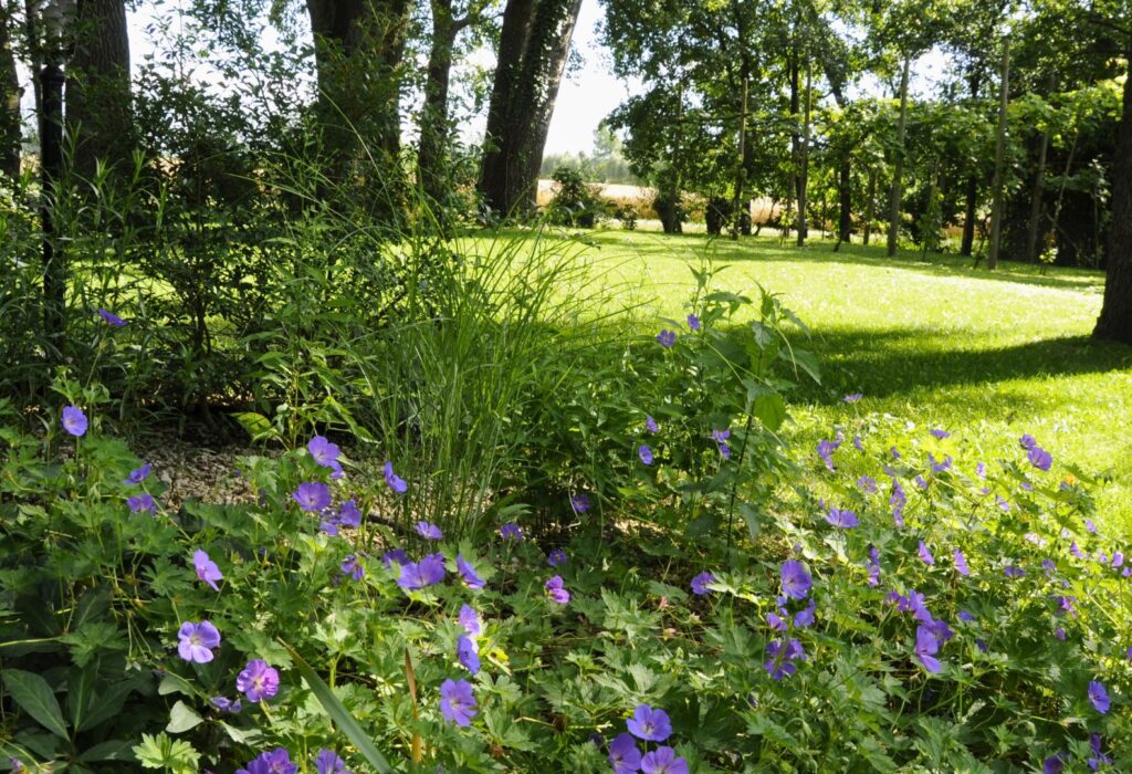 Aiuole e bordure di Geranium dopo la realizzazione di un giardino tra Padova, Venezia e Treviso