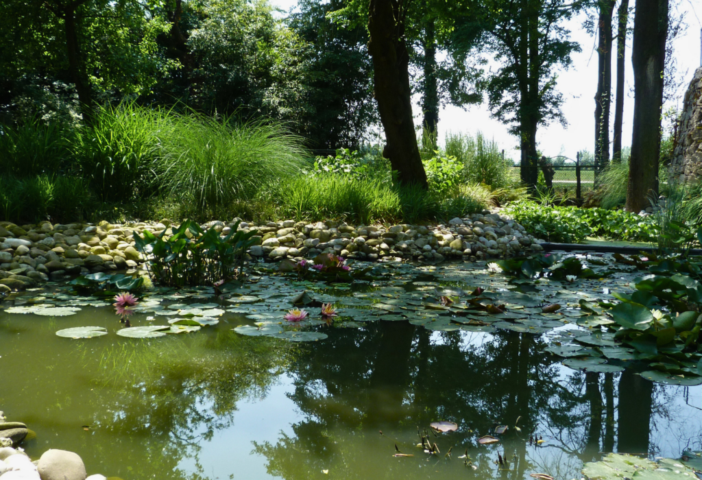 Giardiniere Vista di un laghetto coperto di ninfee e piante acquatiche di un giardino creato dai giardinieri della Vivai Gardin Piante tra Padova, Venezia e Treviso procede alla creazione di un tetto verde per Vivai Gardin Piante