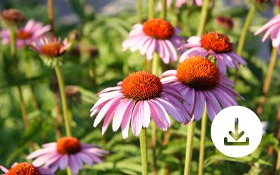 I LAVORI DA FARE IN GIARDINO A SETTEMBRE