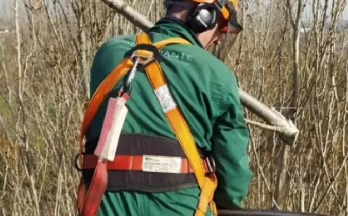 RIMOZIONE CEPPAIE E POTATURE ALTO FUSTO