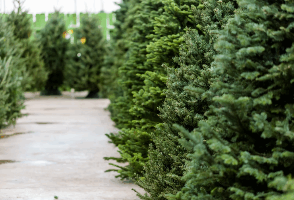 Abeti sempreverdi con luci da addobbare per un albero di natale Vivai Gardin