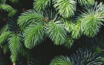 MAGIA E TRADIZIONE CON UN VERO ALBERO DI NATALE